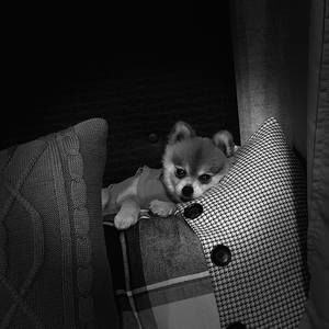 Meet your Posher, Charles